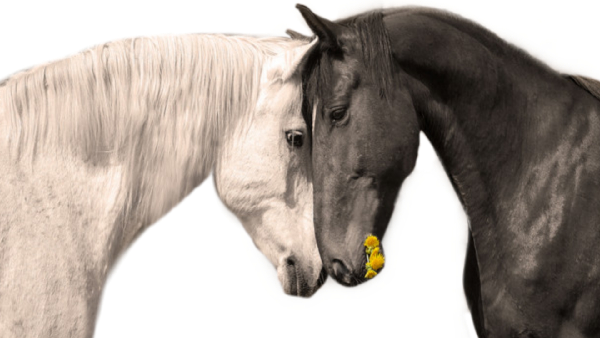 競走馬の世界に恋愛が存在したらどうなるのか 色んな意味でヤバイことが はむはむ競馬塾